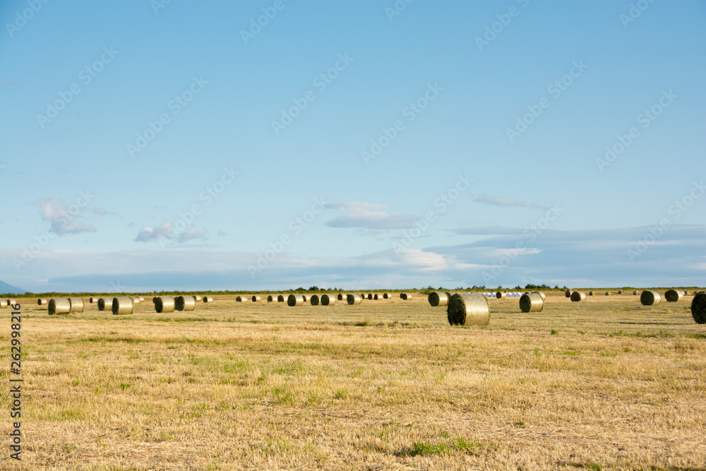 Obraz premium 刈り取りが終わった牧草畑と牧草ロール 北海道