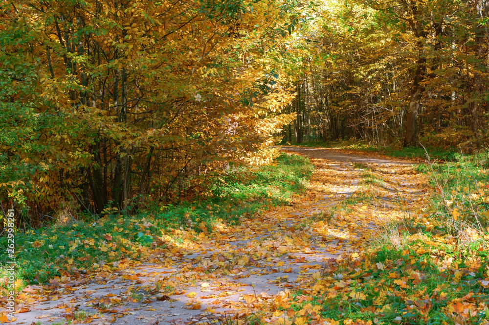 Fototapeta premium Autumn forest. Autumn in the Park. Yellow and red leaves on trees in autumn. A forest road.