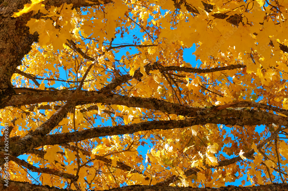 Autumn landscape. Yellowed and reddened leaves of trees. Autumn landscape. Yellowed and reddened leaves of trees.