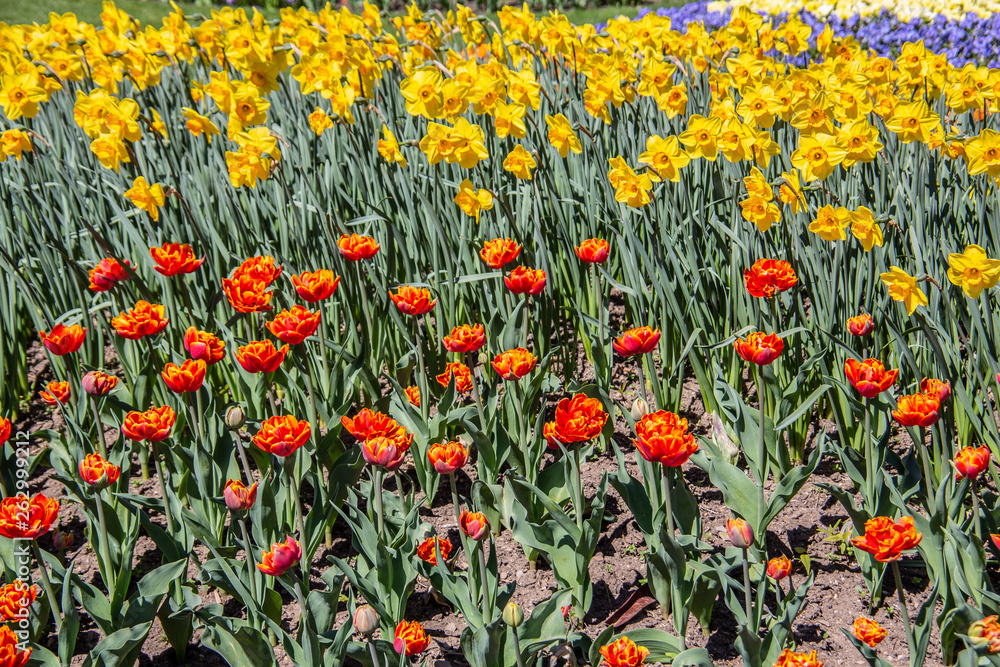 Farbenmeer an Blüten im Blumenbeet