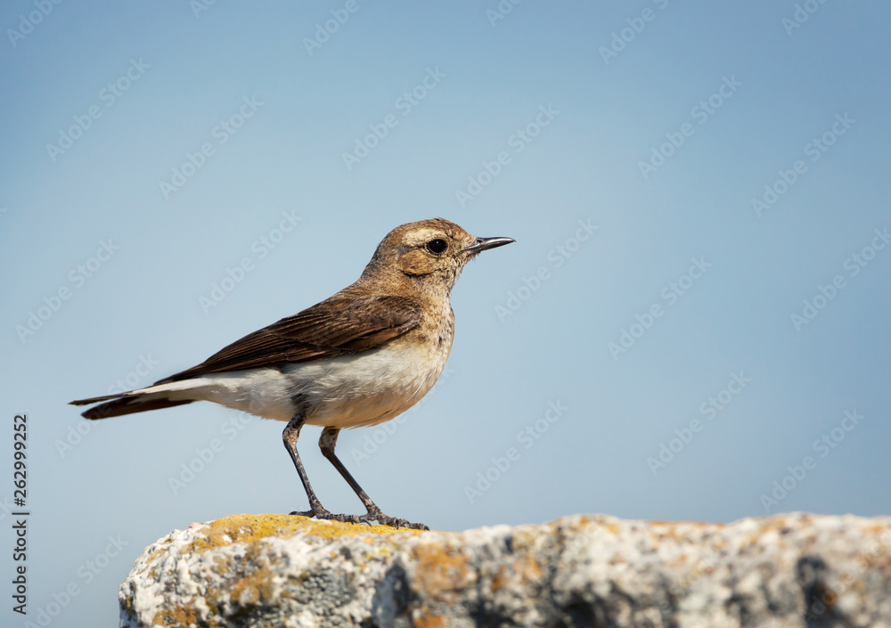 Pied wheatear on a rock against clear blue background Pied wheatear on a rock against clear blue background
