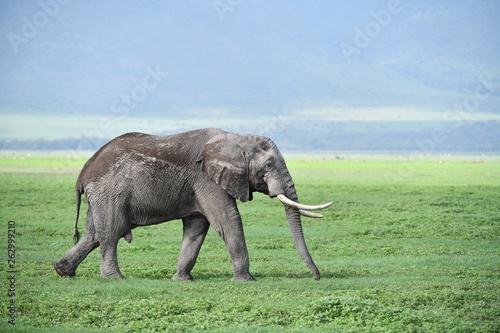 Elefant im Ngorongoro Krater © Robert Styppa