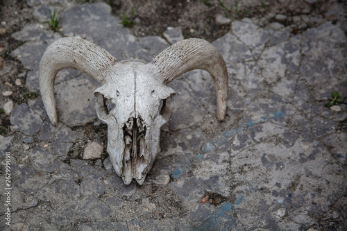 Sheep Skull on a cracked stone background