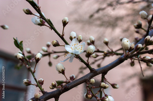 Delicate white flowers blooming on the branches of plums, the first tree with flowers in the garden against the background of the house wall.