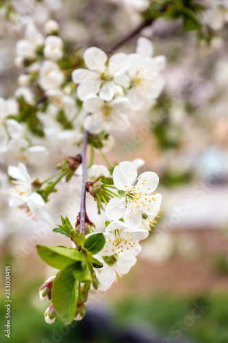 Beautiful blossoming tree branch outdoors