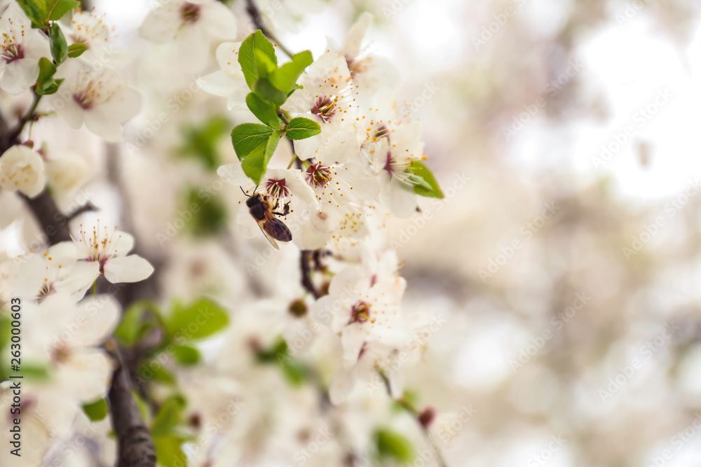 Honeybee sitting on blossom outdoors