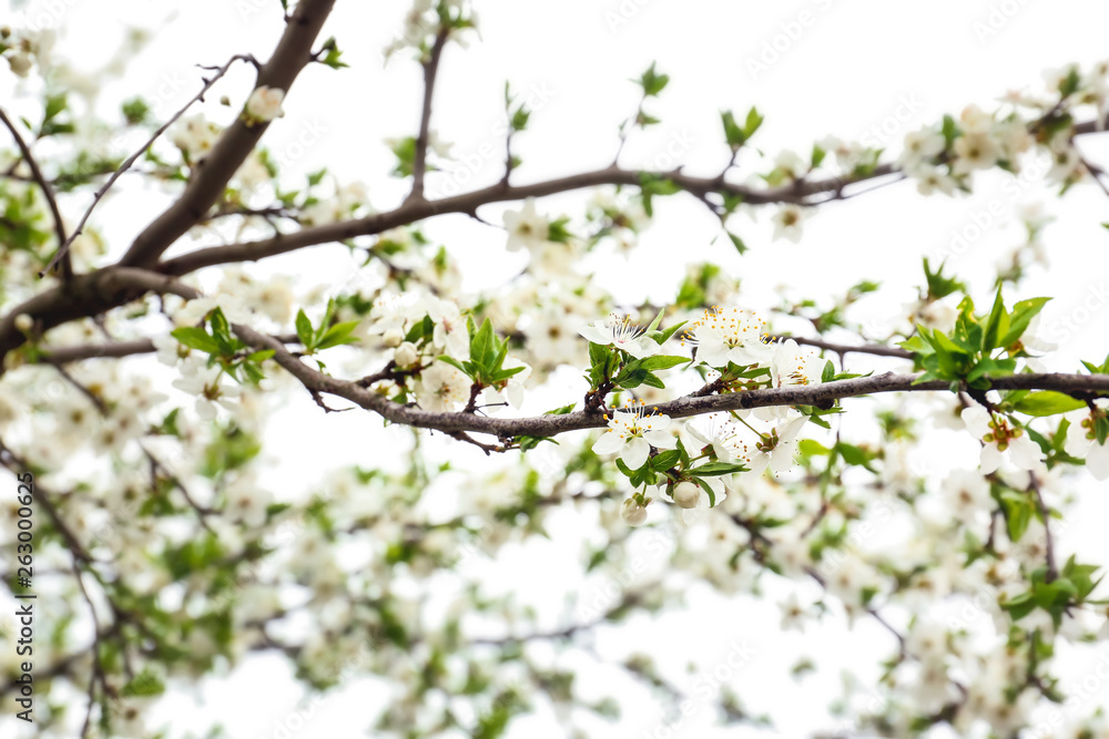 Beautiful blossoming branches on spring day