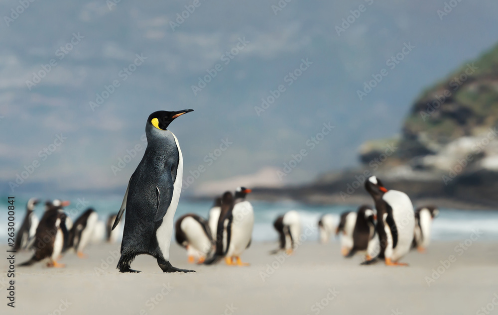 Fototapeta premium King penguin walking on a sandy beach near a group of Gentoo penguins