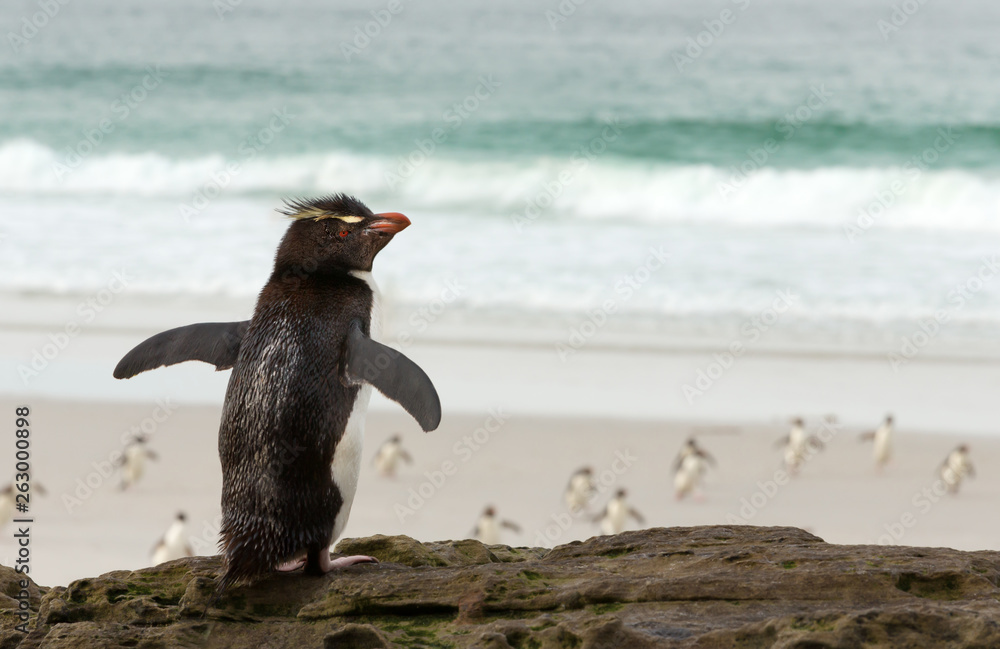 Obraz premium Southern rockhopper penguin standing on a rock