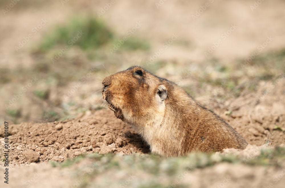 Close up of a big-headed African mole-rat Close up of a big-headed African mole-rat