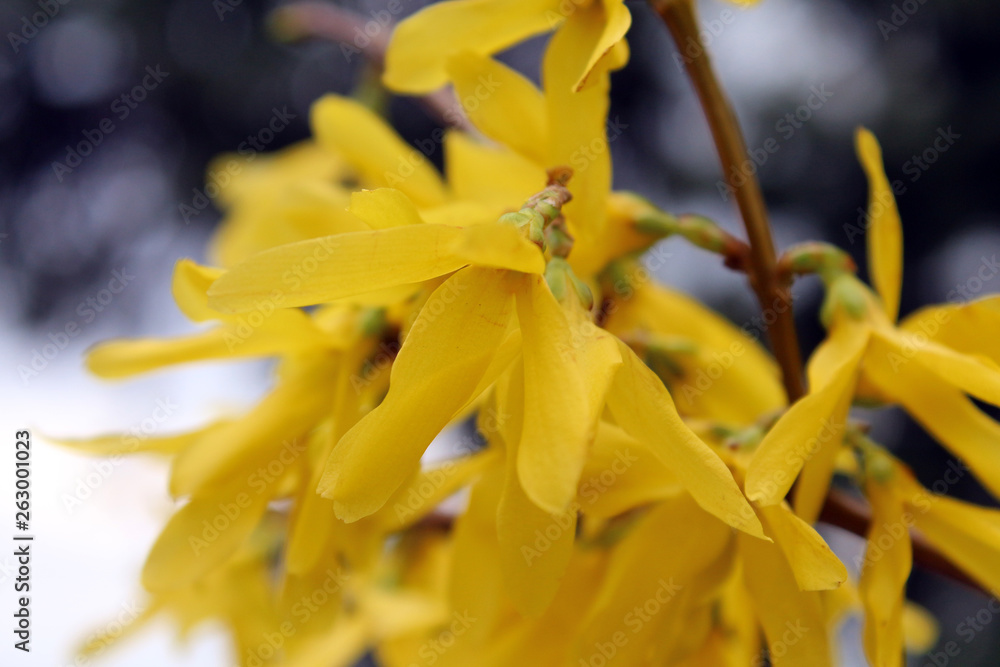 shrub of yellow flowers shrub of yellow flowers