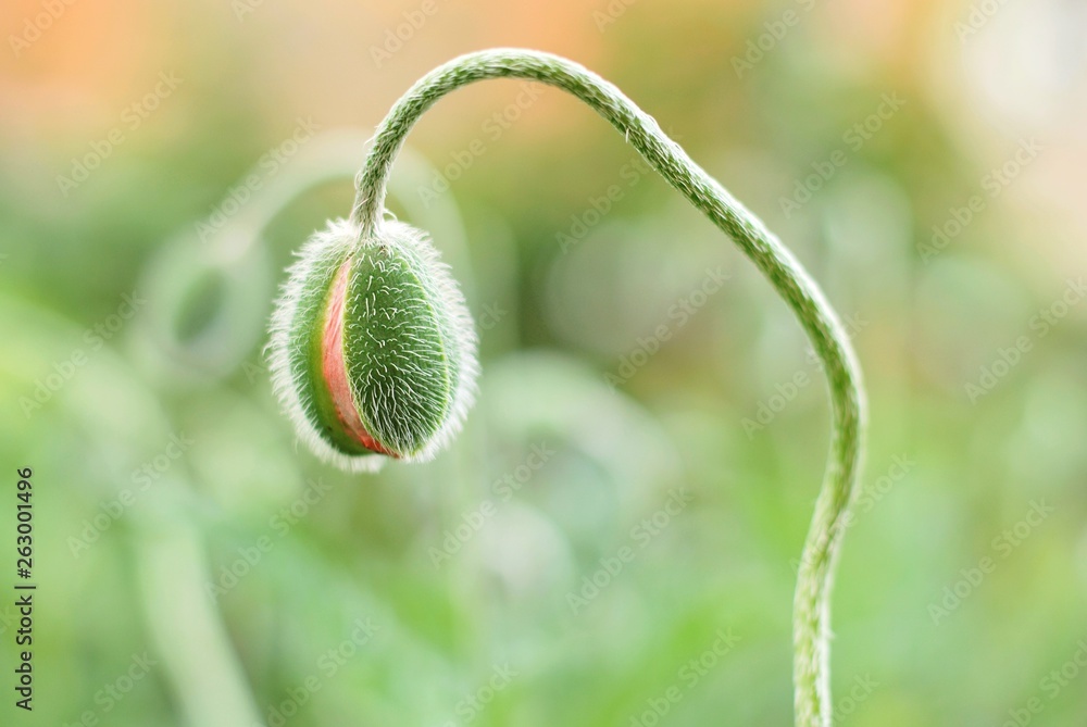Beautiful green poppy buds with selective focus on blurred spring background. Fluffy poppies flower on a field with light green background. Spring time concept. Blooming summer flowers with tender bud Beautiful green poppy buds with selective focus on blurred spring background. Fluffy poppies flower on a field with light green background. Spring time concept. Blooming summer flowers with tender bud