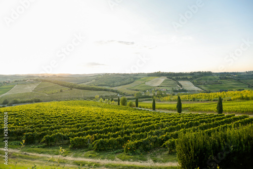 Beautiful field with vineyard