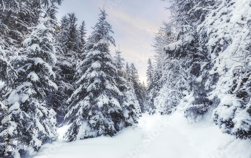 Majestic winter landscape. frosty pine tree under sunlight at sunset. christmas holiday concept, unusual wonderful landscape. fantastic wintry background. instagram effect. retro style © jenyateua