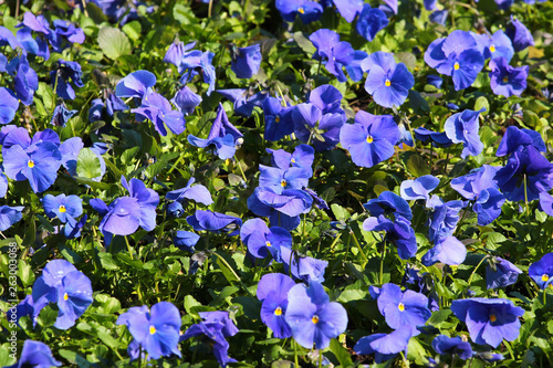 Blue viola flowers on a flowerbed