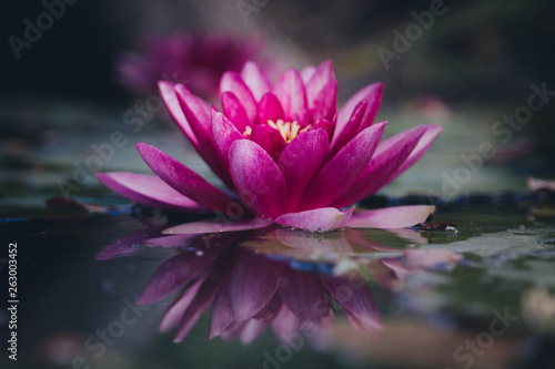 Foto fiore di loto