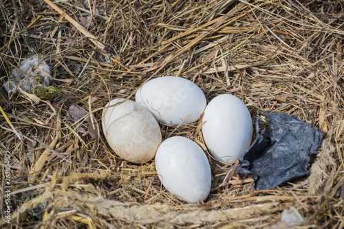 storks eggs in the nest