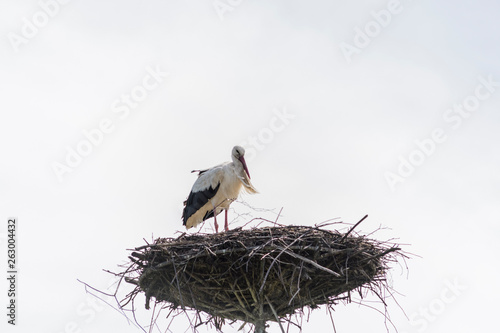 stork in the nest, with eggs. Veterinary "Ada" in Przemysl