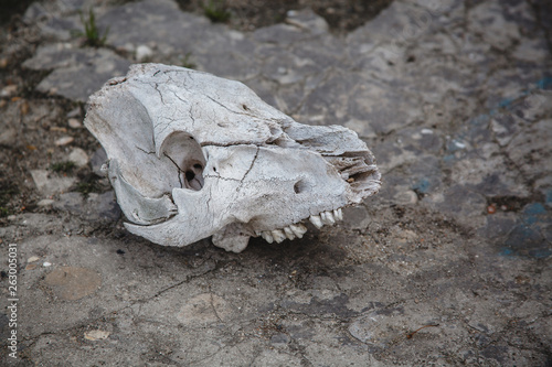 cow skull on cracked stone ground © Марина Десятниченко
