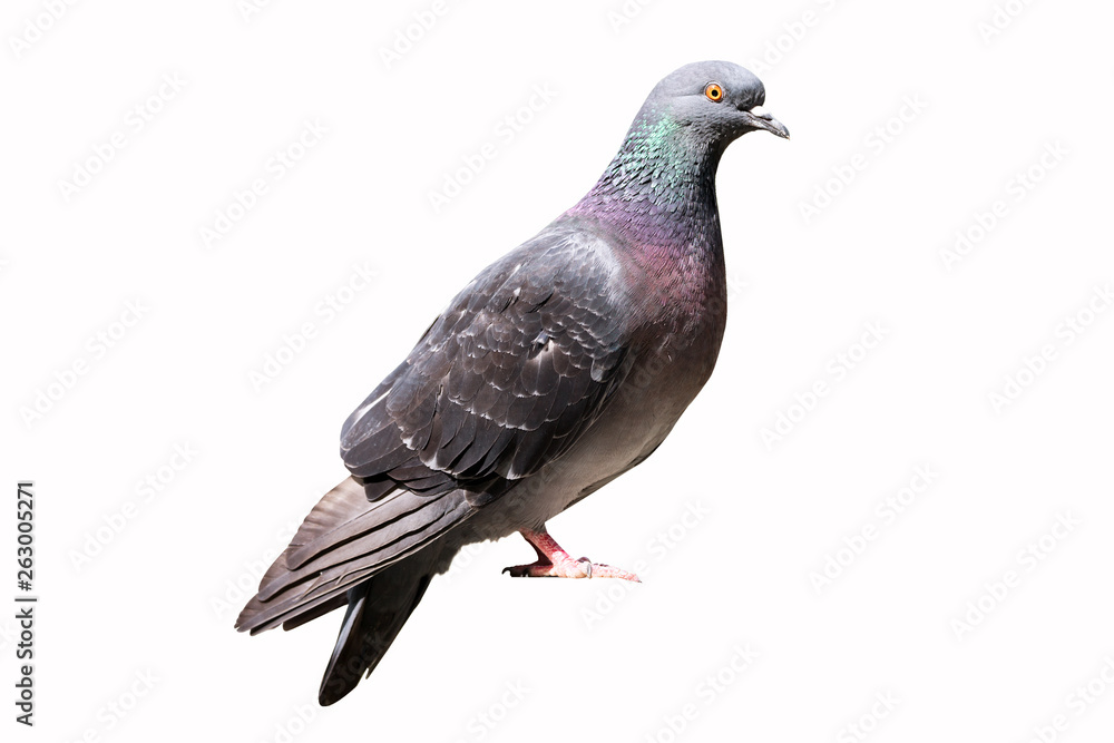 Grey pigeon dove bird isolated on a white background Grey pigeon dove bird isolated on a white background