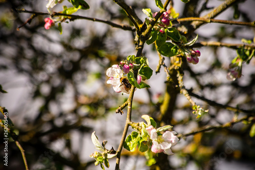 Bee pollinates apple tree in spring