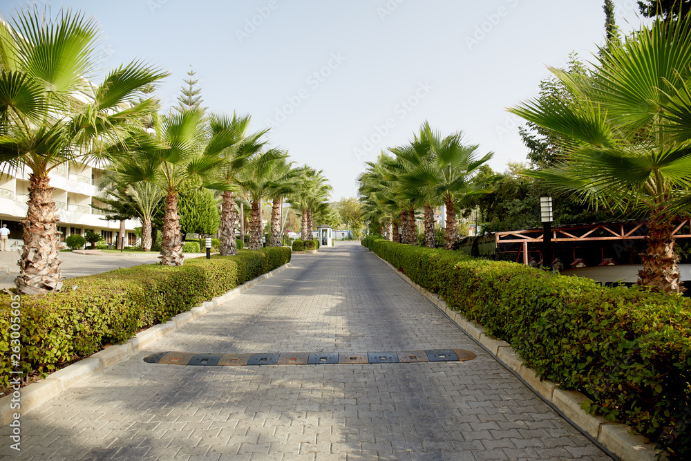 Tropical beach landscape with palm trees at sunset. Paradise design banner background. Vintage effect. Alley with palm trees. Palm leaves.