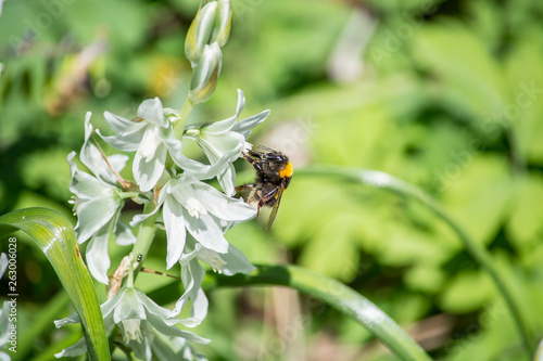bee on a white flower © Katarzyna