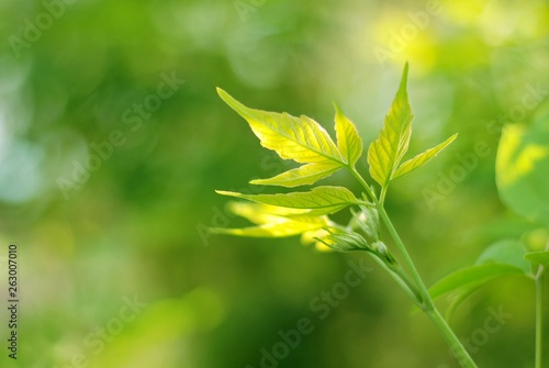 Blooming green leaves on a branch of a spring tree on blurred background with backlit. Beautiful spring twig with new green leaf and sunlight on backdrop. Springtime concept with rebirth flora