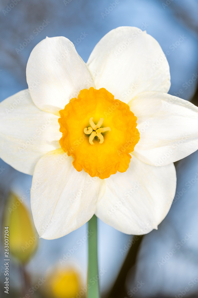 Daffodils - Narcissus pseudonarcissus - in springtime Daffodils - Narcissus pseudonarcissus - in springtime