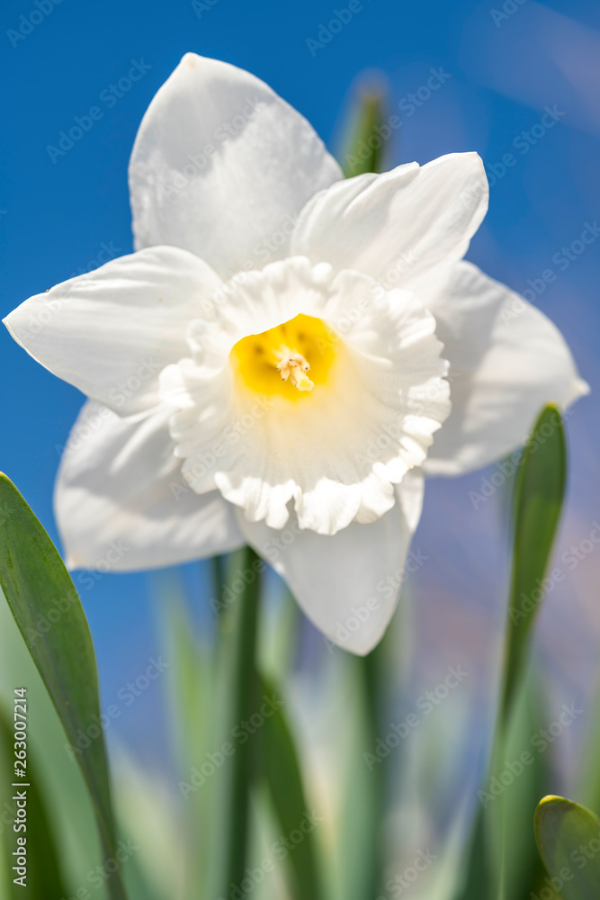 Fototapeta premium Daffodils - Narcissus pseudonarcissus - in springtime