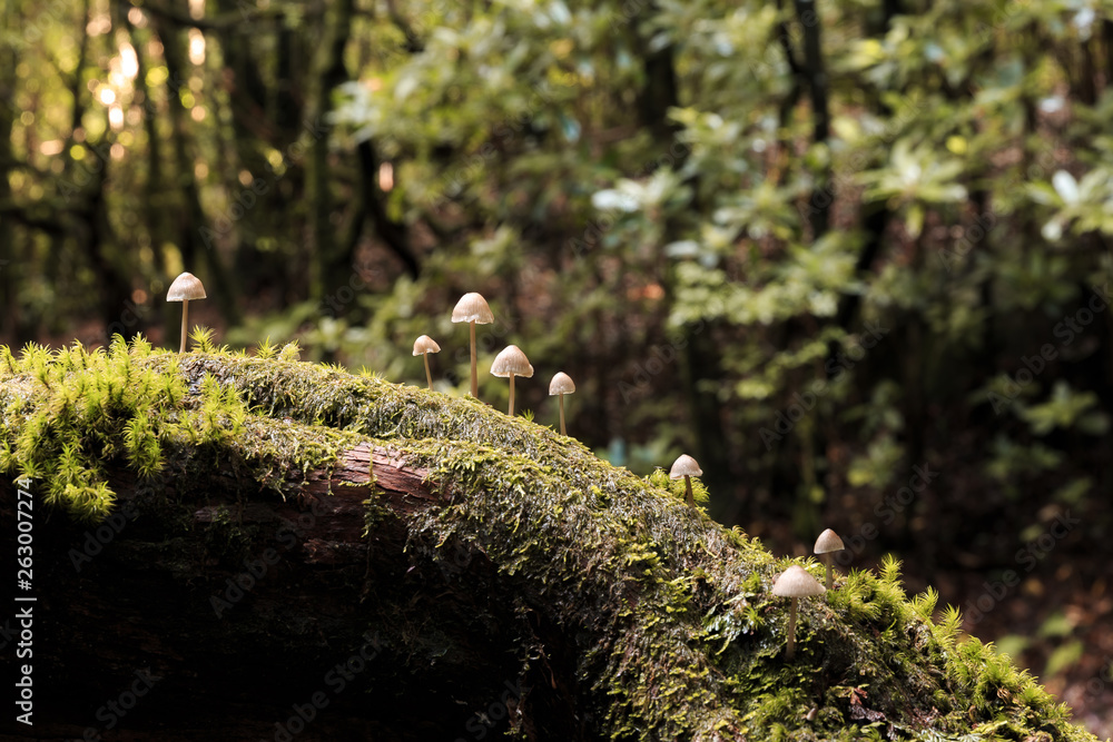 Fototapeta premium Beautiful close up nature view of some mushrooms in the UNESCO Laurissilva forest (Laurel forest) in the mountains of Madeira
