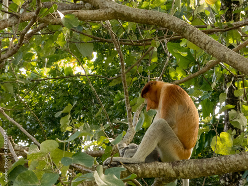 The rare and beautiful single proboscis monkey with it s unique long nose at Bako National Park  Borneo sitting in a tree.
