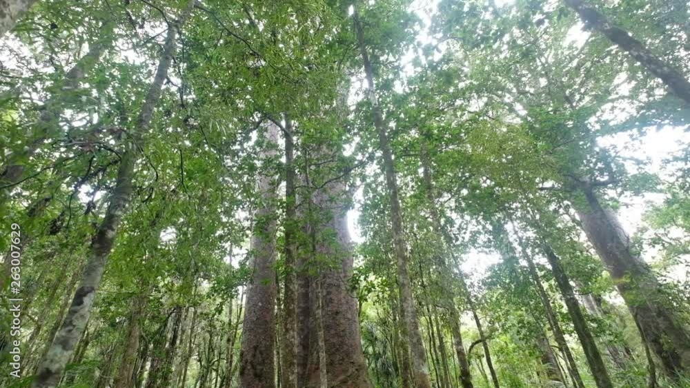 Kauri trees in New Zealand forest, push in with bright sunlight filtering through canopy Kauri trees in New Zealand forest, push in with bright sunlight filtering through canopy
