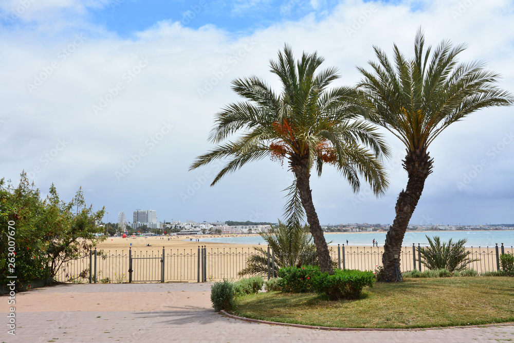palmy i plaża w Agadir, Maroko