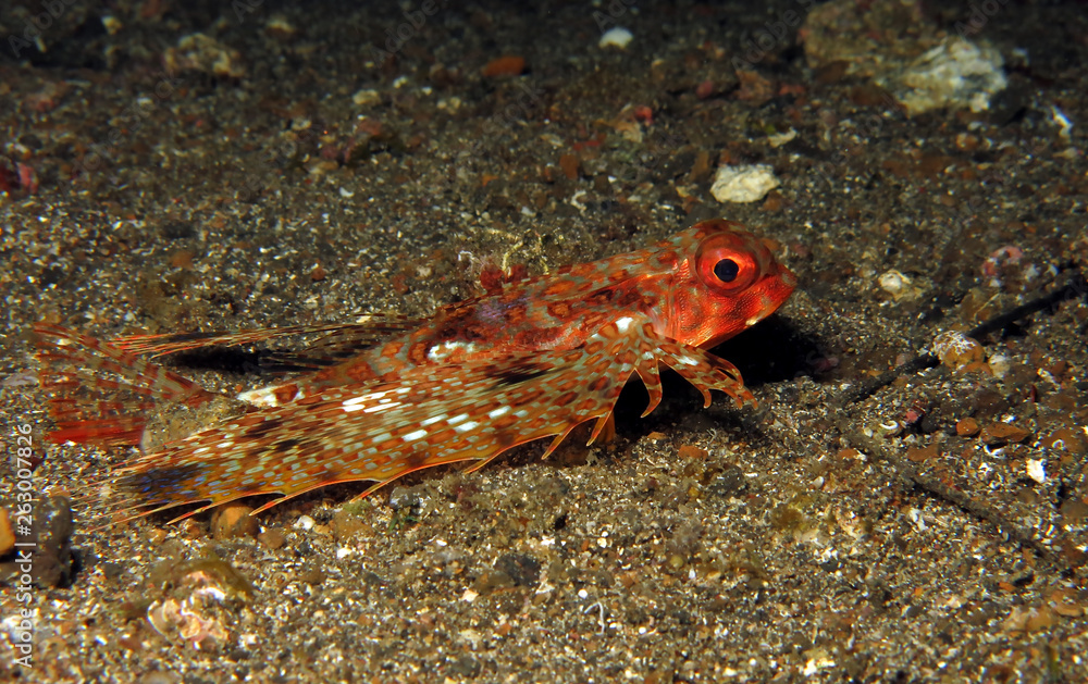 Underwater world - Oriental flying gurnard. Lembeh strait, Indonesia. Underwater world - Oriental flying gurnard. Lembeh strait, Indonesia.