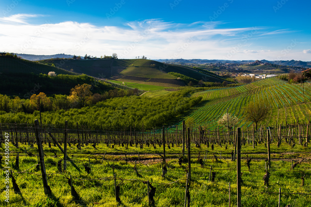 View on the vineyards and woods in the hills of the Langhe in Piedmont Italy, the sky and blue with clouds on the bottom