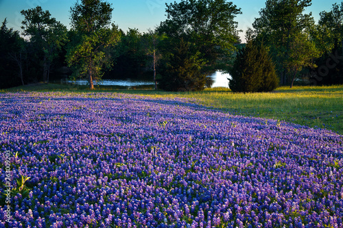 Texas Bluebonnets in a Field on Mach Road, Ennis Texas photo