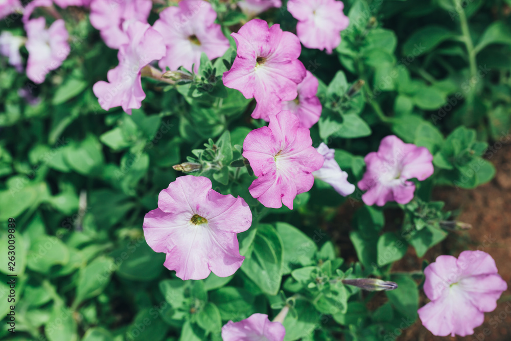 Beautiful flowers in nature park outdoor spring Beautiful flowers in nature park outdoor spring