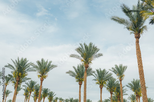 View of palm trees background  stem bark and leaves