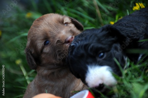 Puppies in green grass