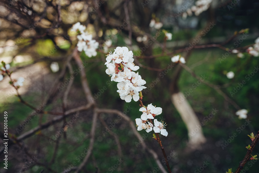 Flowering apricot in spring time on the background of a green park on a sunny day. The opening of the pistil close up. White flower, the onset of heat, copy space. Nature photography. Flowering apricot in spring time on the background of a green park on a sunny day. The opening of the pistil close up. White flower, the onset of heat, copy space. Nature photography.