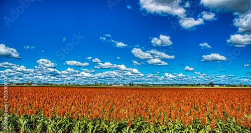 Field, Lockyer Valley, Queensland photo