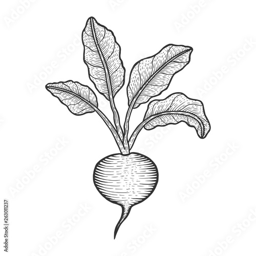 Beetroot beet vegetable plant sketch engraving vector illustration. Scratch board style imitation. Hand drawn image.