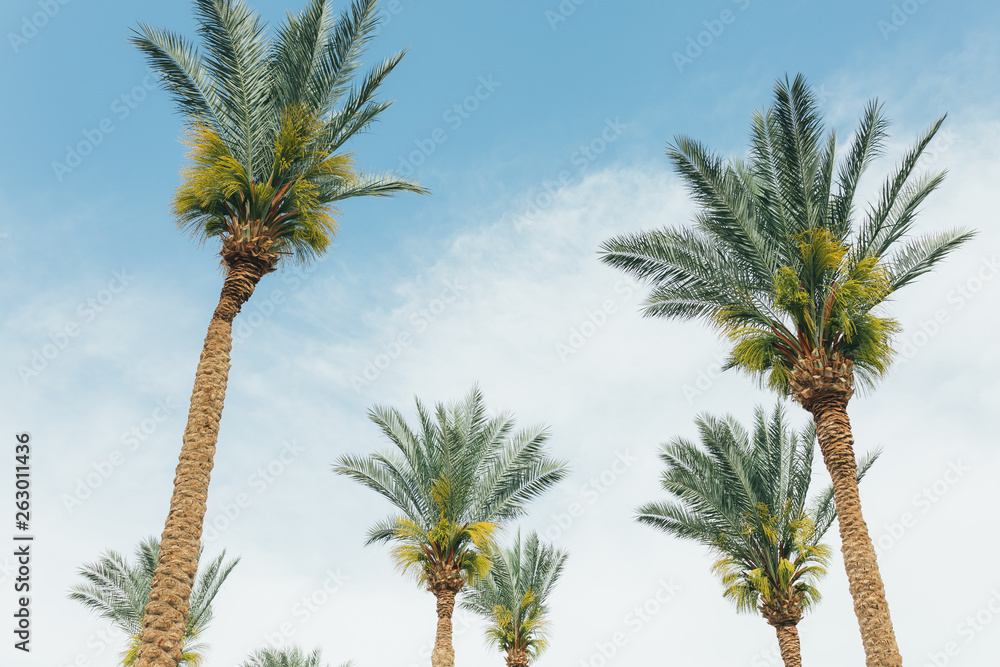 Palm trees on the beautiful sunset background