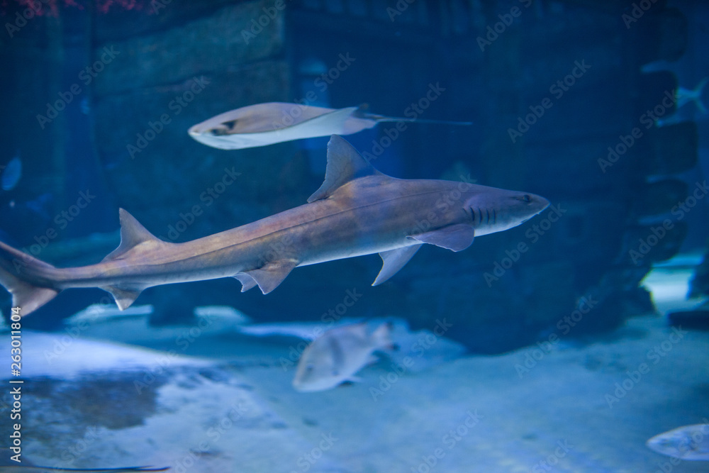 Nurse shark swimming along the reef. Shark swimming with other fishes in a fish keeper tank of an aquarium