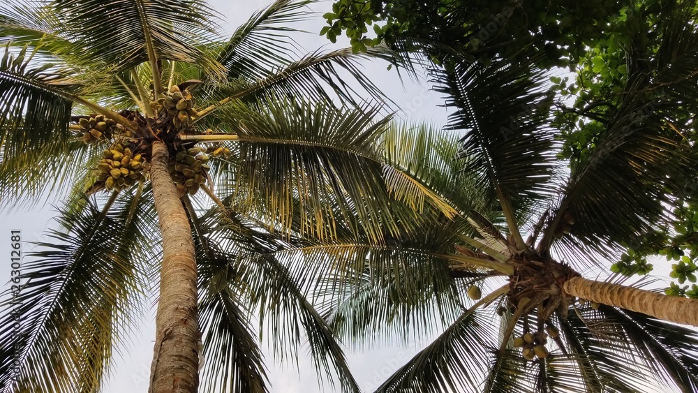 Fototapeta premium coconut tree