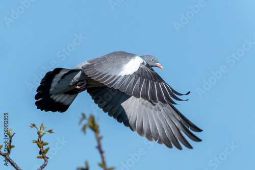 Flying wood pigeon with disheveled feathers and blue sky