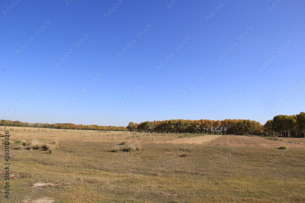 Obraz premium tree in field