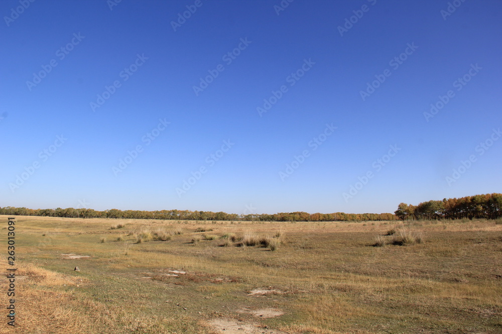 Obraz premium landscape with tree