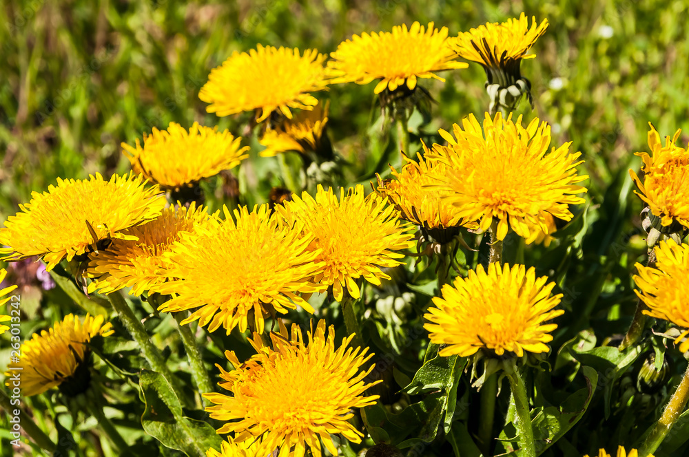 Blühender Löwenzahn, Taraxacum Blühender Löwenzahn, Taraxacum